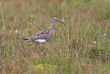 Eurasian Curlew